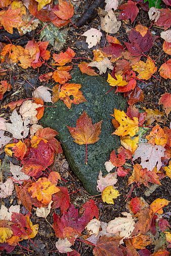 Wet Autumn Maple Leaves on Mossy Rock
