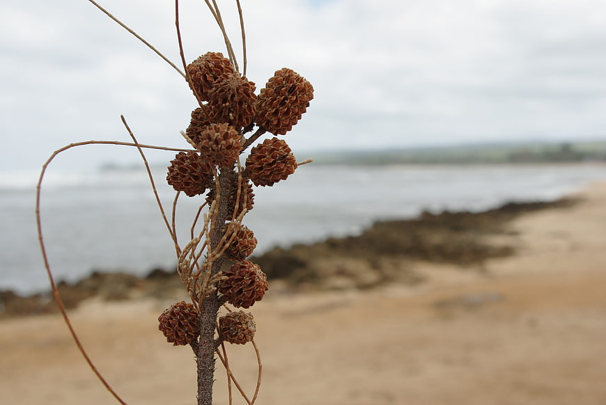 Dried Pineapple Guava Fruit on Beach with Ocean Background