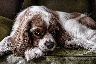 Sad Cavalier King Charles Spaniel Lying on Green Sofa