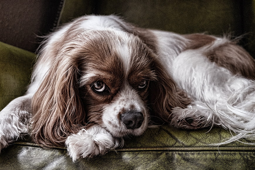 Sad Cavalier King Charles Spaniel Lying on Green Sofa