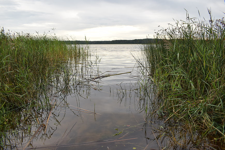 Serene Lake View Through Tall Green Reeds