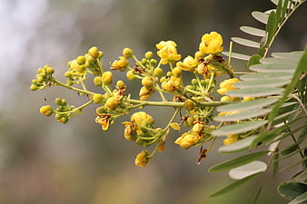 Close-up of yellow Cassia flowers and green leaves