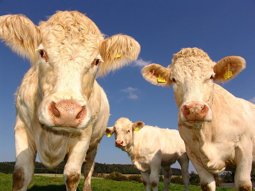 Three Curious White Cows in Green Pasture