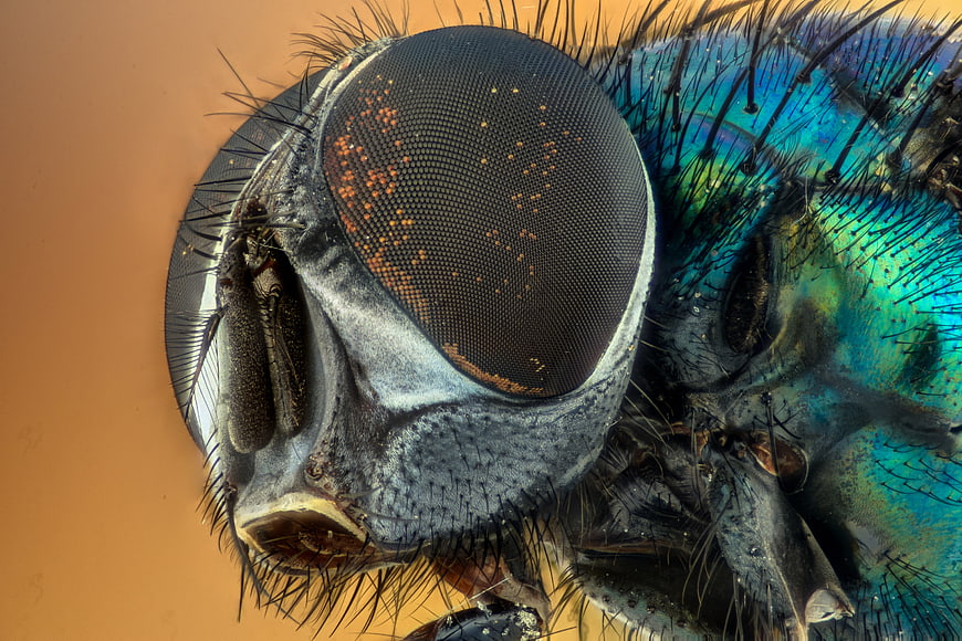 Macro close-up of a fly's compound eye and iridescent body