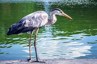 Grey Heron Standing on Wooden Dock by Green Water