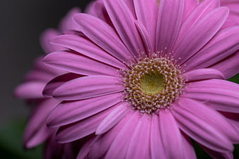 Close-up of a vibrant pink gerbera daisy flower