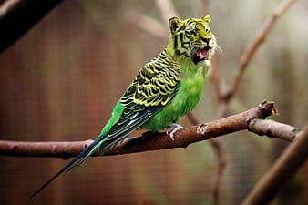 Funny green parakeet with tiger head on branch