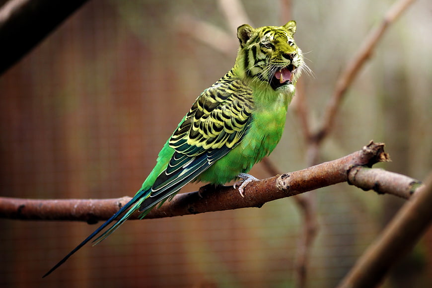 Funny green parakeet with tiger head on branch
