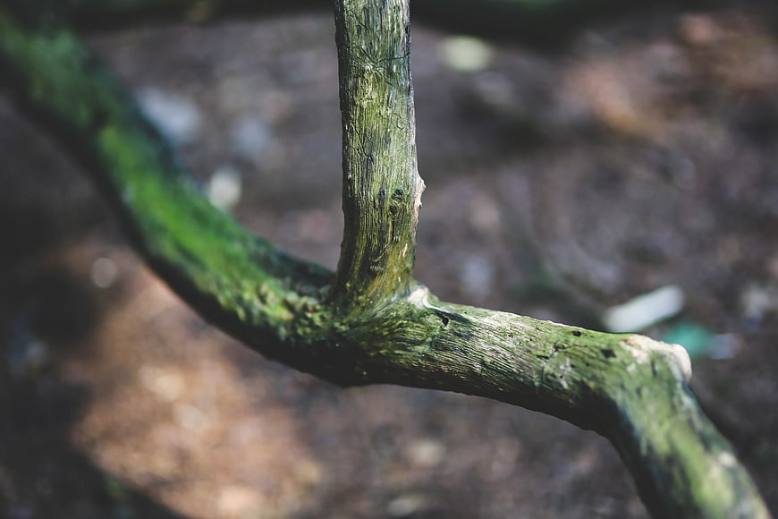 Close-up of mossy tree branch in forest