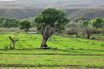 Rural landscape with green fields and pruned trees