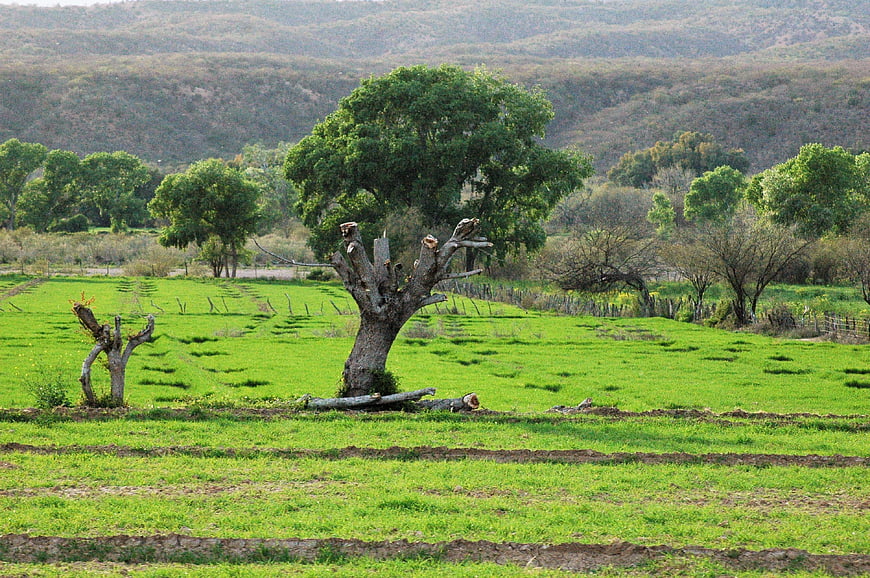 Rural landscape with green fields and pruned trees