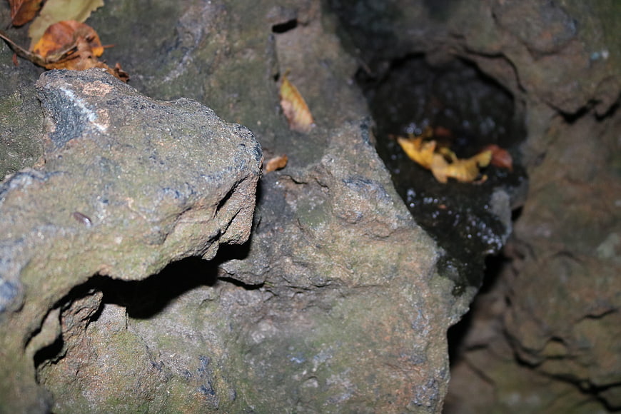 Close-up of textured mossy rocks with fallen leaves