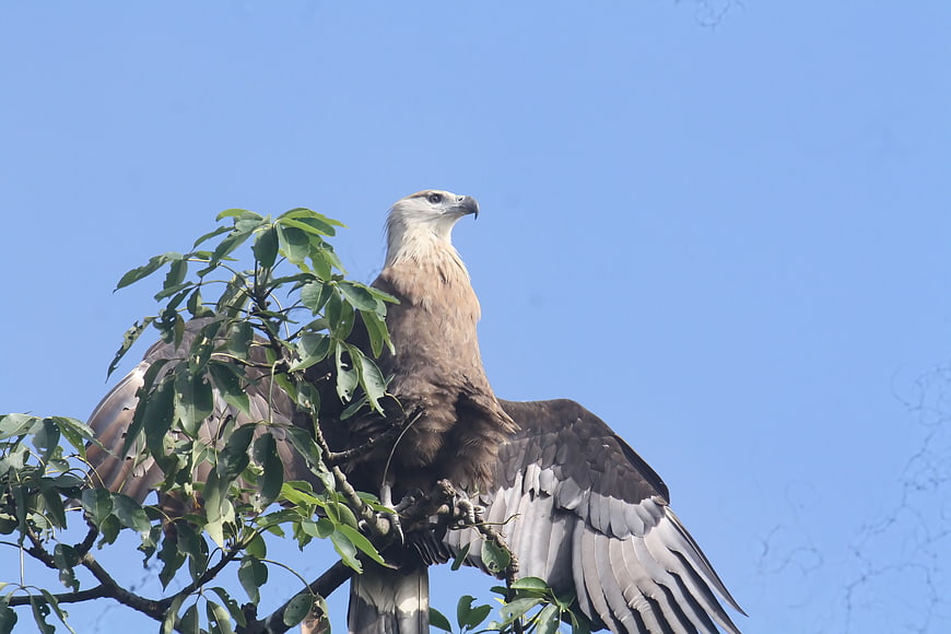 Pallas's Fish Eagle perched on tree branch against blue sky