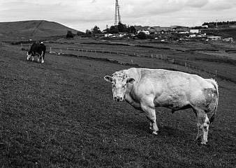 Black and white photo of a white cow in a rural pasture
