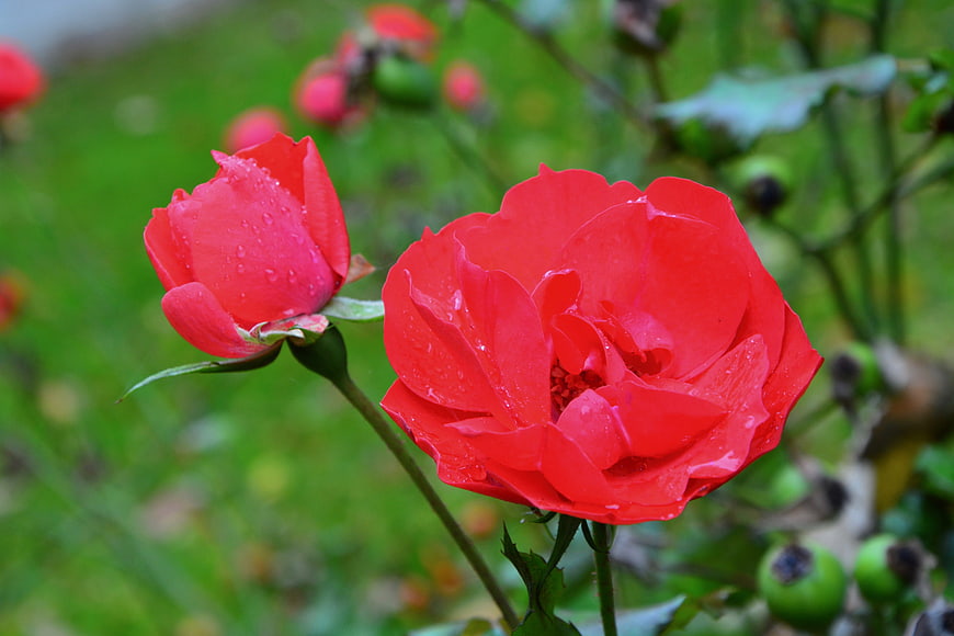 Vibrant red roses with water droplets in a garden