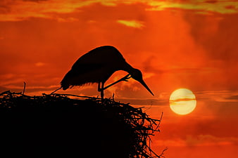 Stork Silhouette On Nest At Sunset