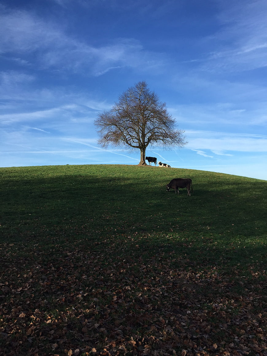Cows grazing on green hill under blue sky with tree