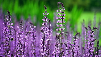 Purple Salvia Flowers with Bumblebee in Garden