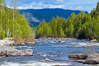 Scenic River Rapids Flowing Through Green Forest and Mountains