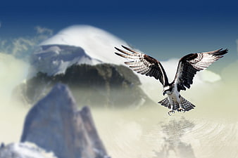 White-tailed Eagle Soaring Over Snowy Mountain Peaks