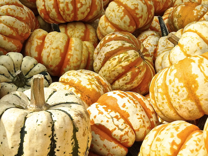 Colorful Heirloom Pumpkins and Squash Harvest