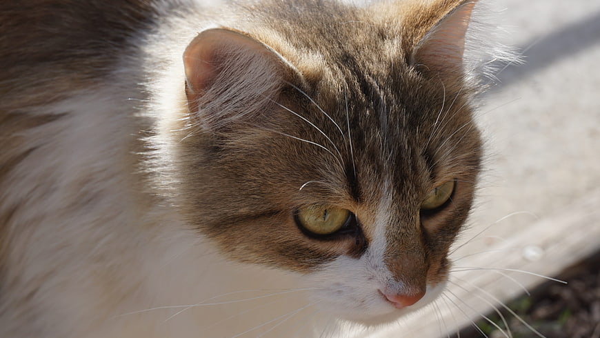 Close-up portrait of a brown and white cat with green eyes