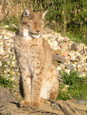 Portrait of a lynx sitting on a log in nature