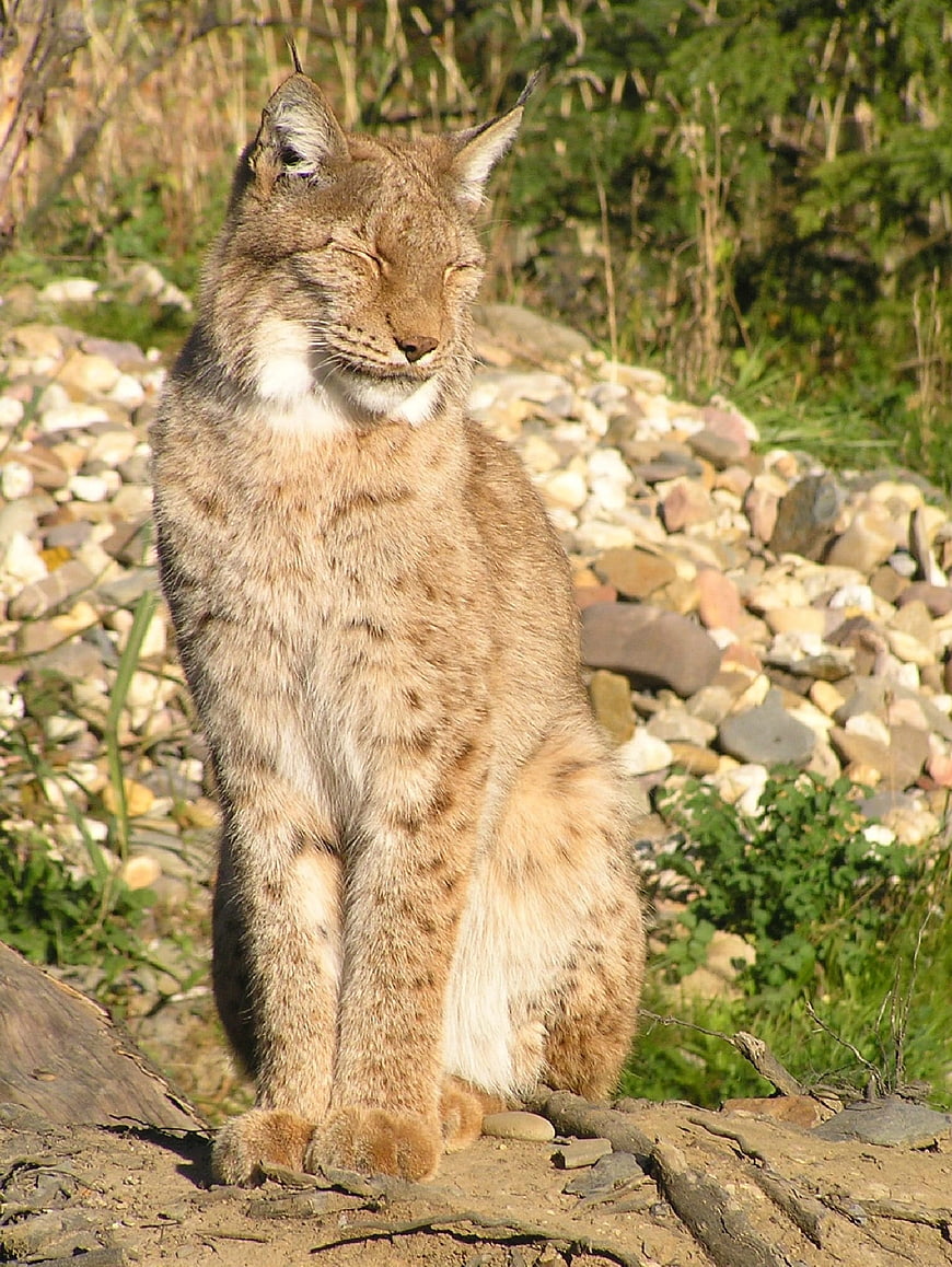 Portrait of a lynx sitting on a log in nature
