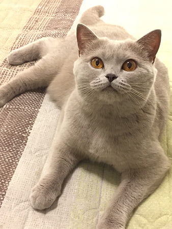 Cute Grey British Shorthair Cat Lying on Bed
