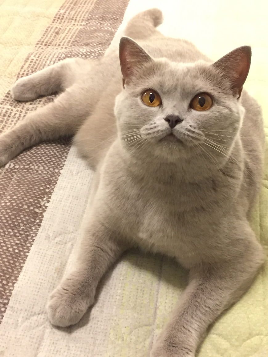 Cute Grey British Shorthair Cat Lying on Bed