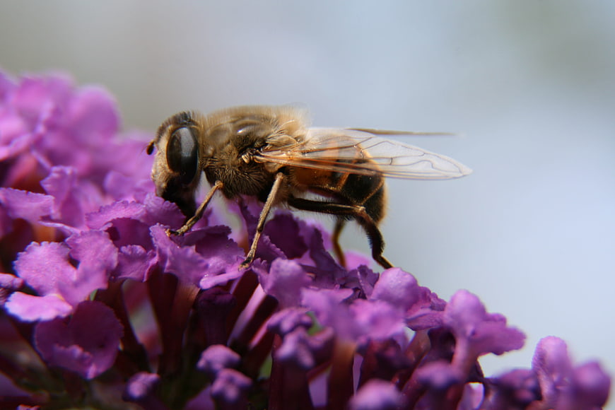 Close-up of a Hoverfly on Purple Buddleia Flower