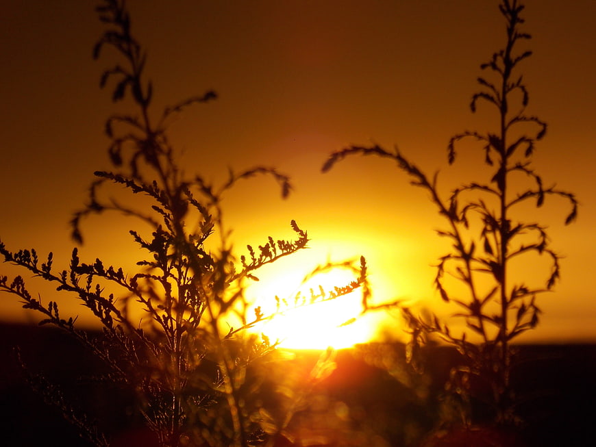 Silhouette of Wild Plants Against Golden Sunset Sky