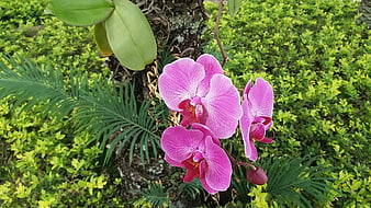 Vibrant pink orchids blooming in a lush green garden