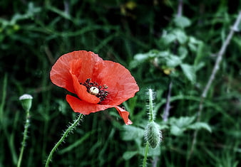 Vibrant Red Poppy Flower Blooming In Green Meadow
