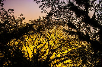Silhouetted Tree Branches Against Vibrant Golden Sunset Sky