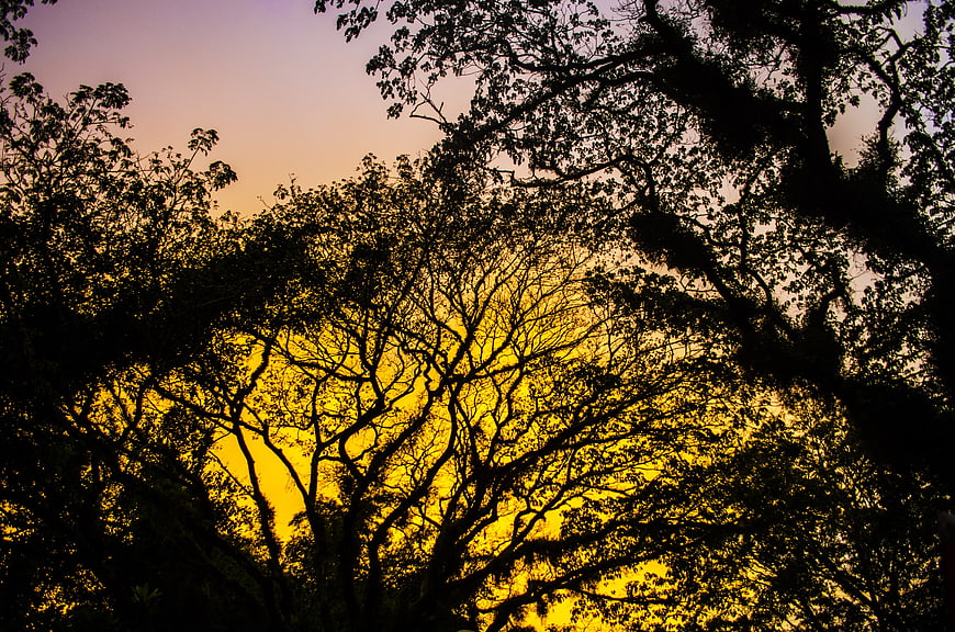 Silhouetted Tree Branches Against Vibrant Golden Sunset Sky