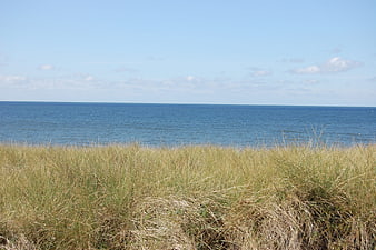 Golden Beach Grass Dunes Overlooking Calm Blue Ocean