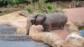 Chimeric Elephant-Hippopotamus Hybrid in Zoo Enclosure