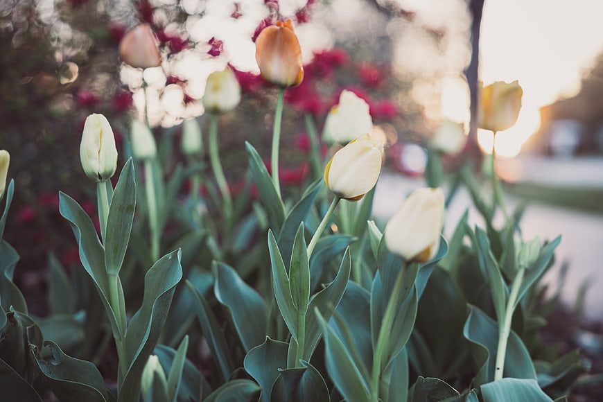 White and Orange Tulips in Garden at Sunset