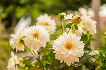 White dahlia flowers blooming in a lush green garden