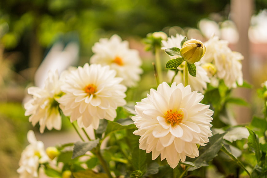 White dahlia flowers blooming in a lush green garden