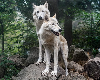 Two white wolves standing on rocks in a forest