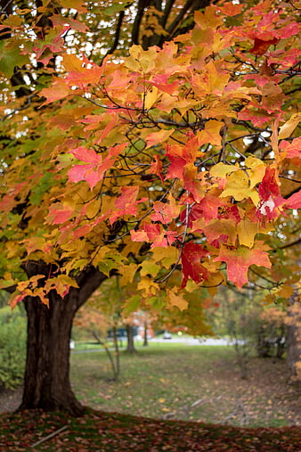 Vibrant Red and Yellow Maple Leaves on a Tree Branch in Autumn