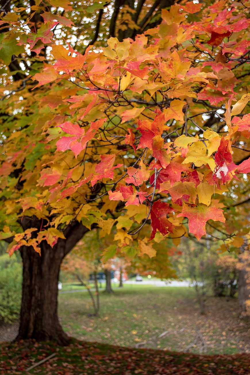 Vibrant Red and Yellow Maple Leaves on a Tree Branch in Autumn