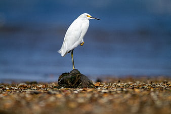 Snowy Egret Standing on Rock by Blue Ocean
