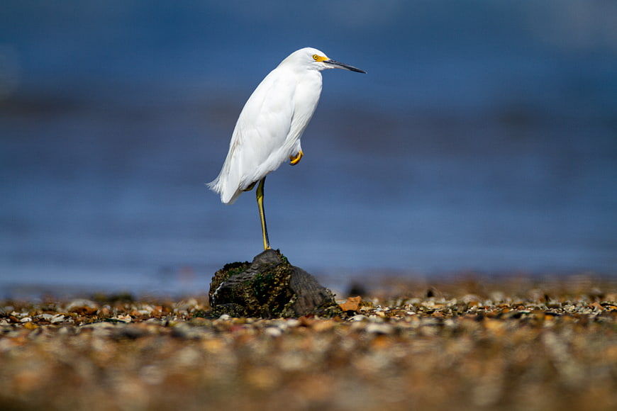 Snowy Egret Standing on Rock by Blue Ocean
