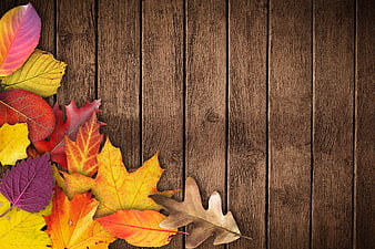 Colorful Autumn Leaves on Dark Wooden Background