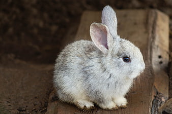 Cute White Rabbit Sitting On Wooden Plank In Natural Setting