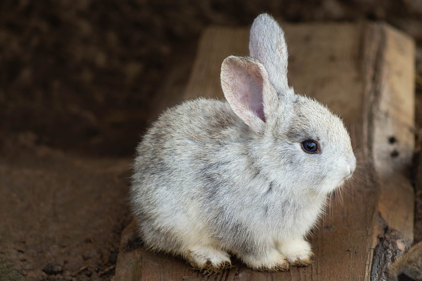 Cute White Rabbit Sitting On Wooden Plank In Natural Setting