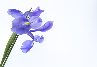 Purple Iris Flower on White Background